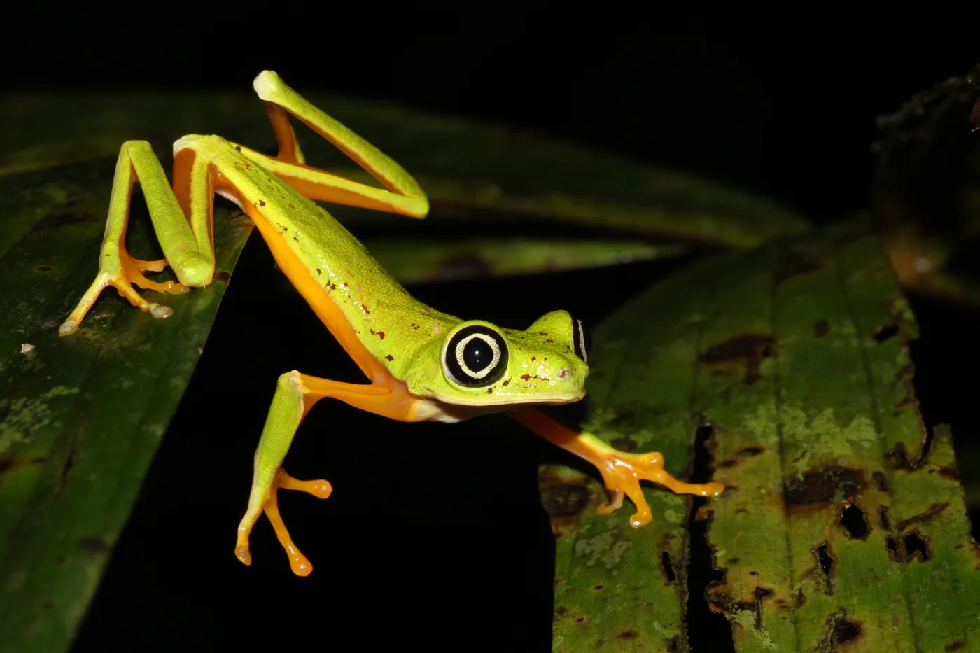 ASA's 2026 World Amphibian Photography Contest is Now Open! | Amphibian ...
