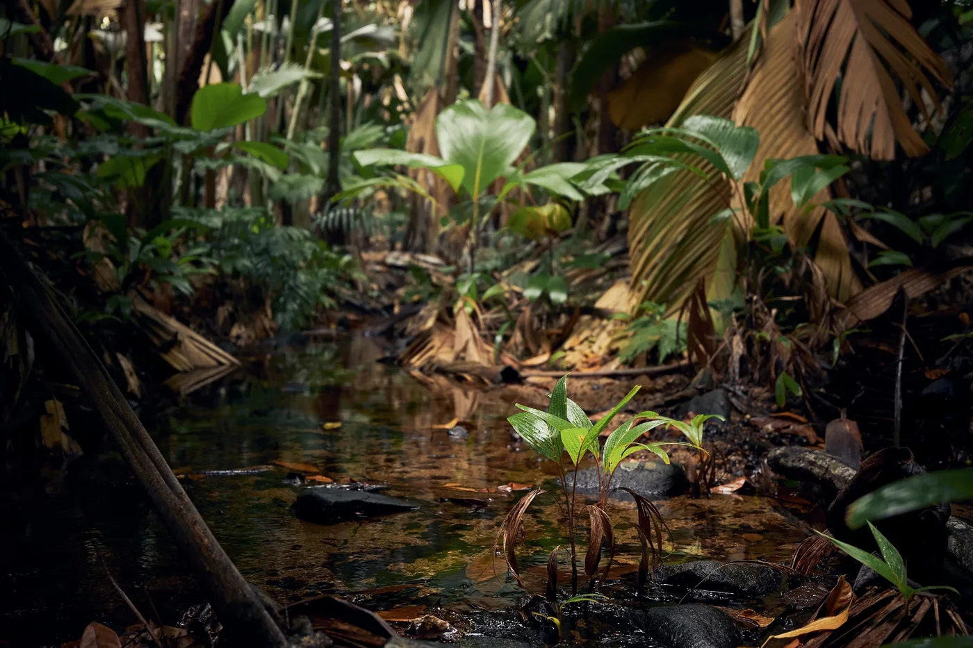 Amphibian Survival Alliance