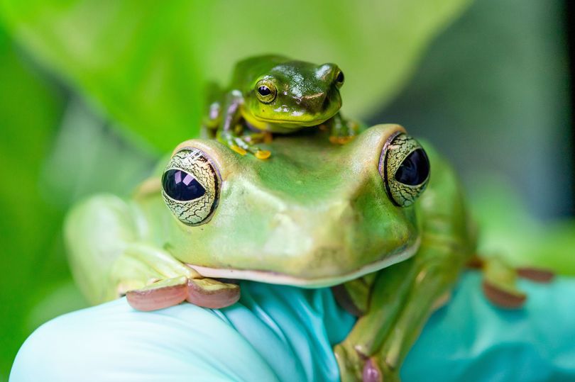 Big Frog, Little Frog – Amphibian Survival Alliance