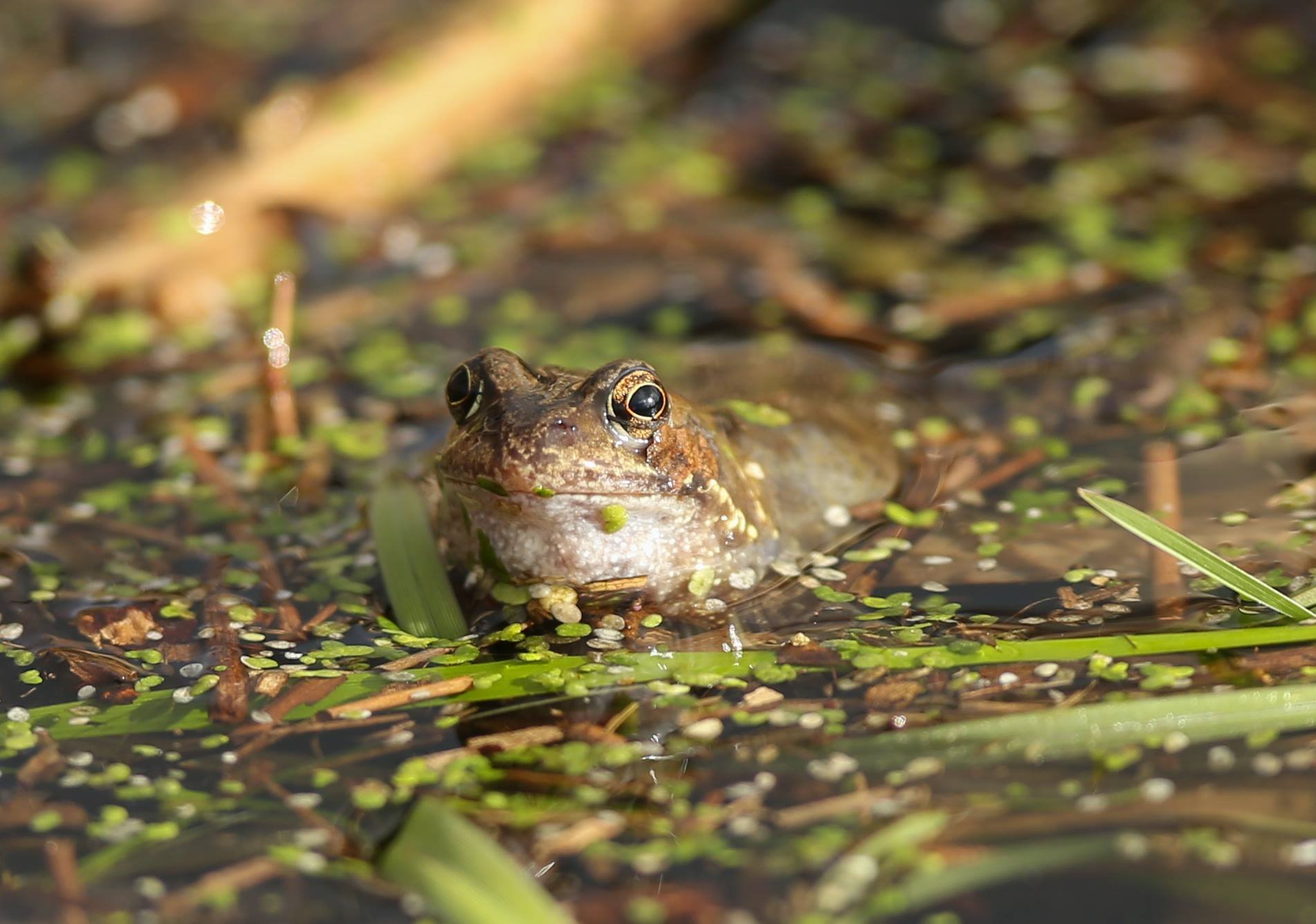 https://www.amphibians.org/wp-content/uploads/2019/05/Common-Frog-c-Londonderry-Desmond-Loughery-2.jpg