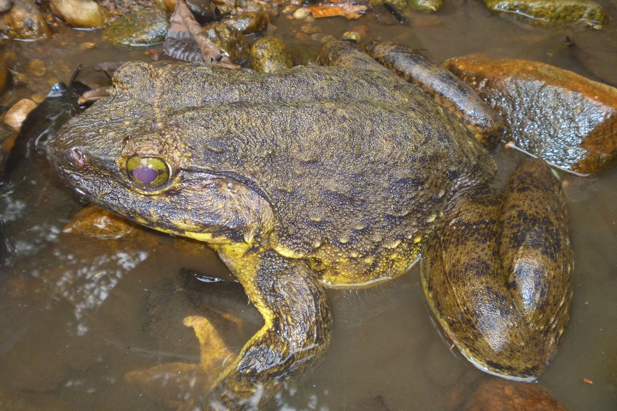 Goliath Frog: Discover the Fascinating World of the World's Largest Frog.