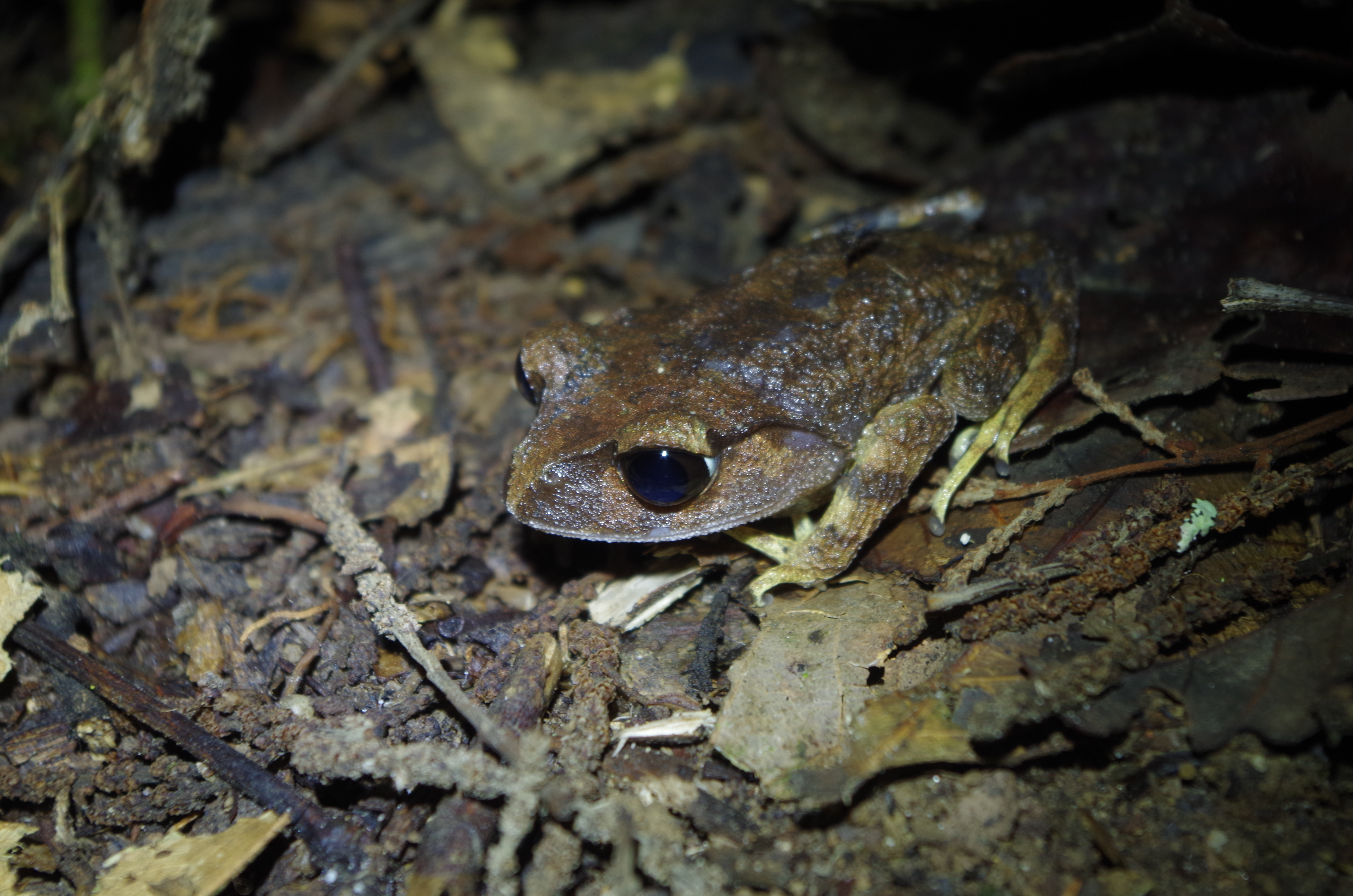 https://www.amphibians.org/wp-content/uploads/2020/05/Montane-Litter-Frog.jpg