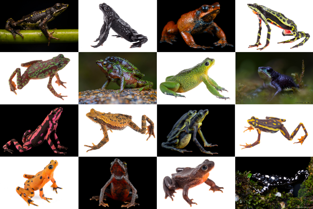 https://www.amphibians.org/wp-content/uploads/2021/08/Harlequin-toads_large.png