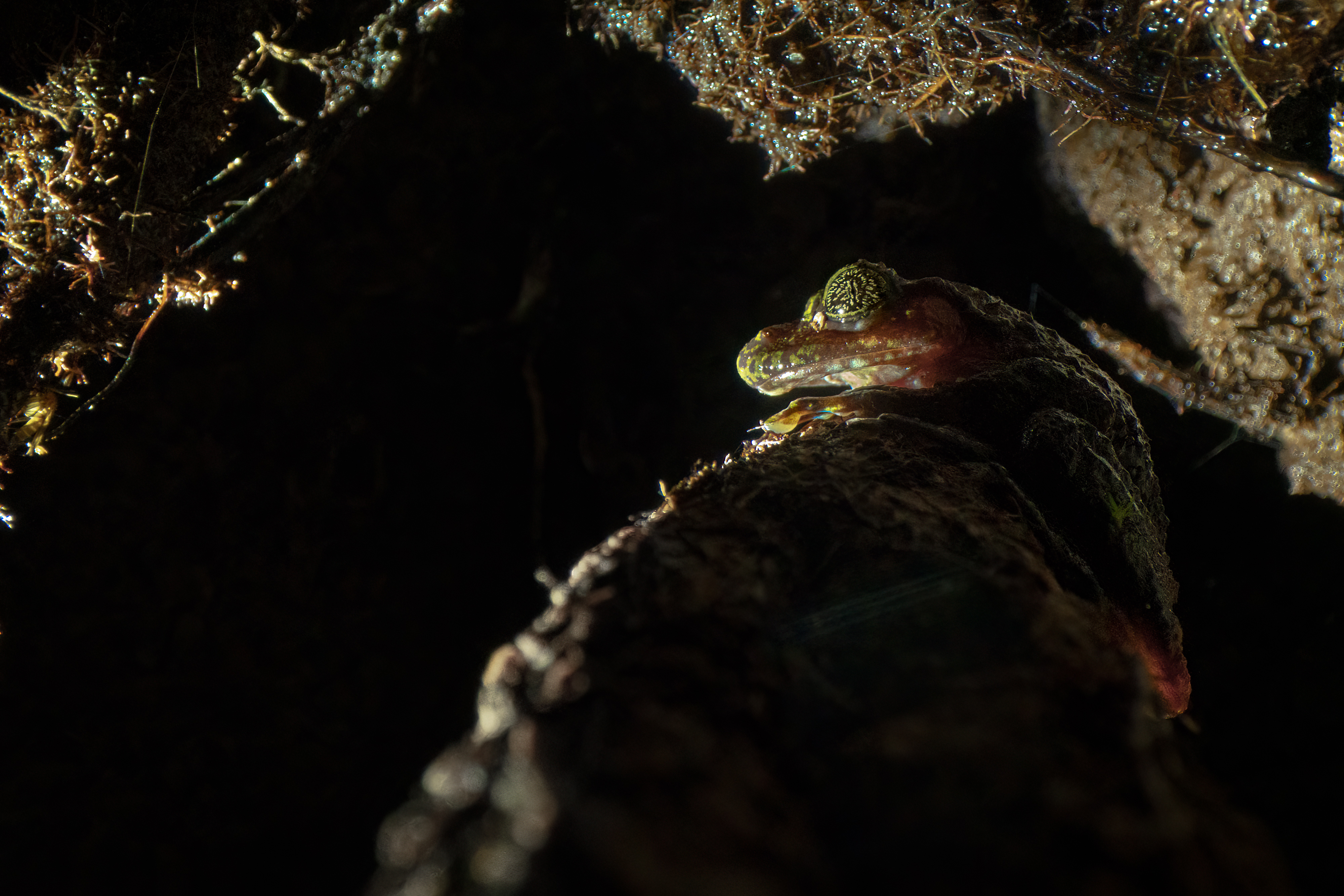 https://www.amphibians.org/wp-content/uploads/2022/09/ghost-frog-night-jeremy-shelton.jpg