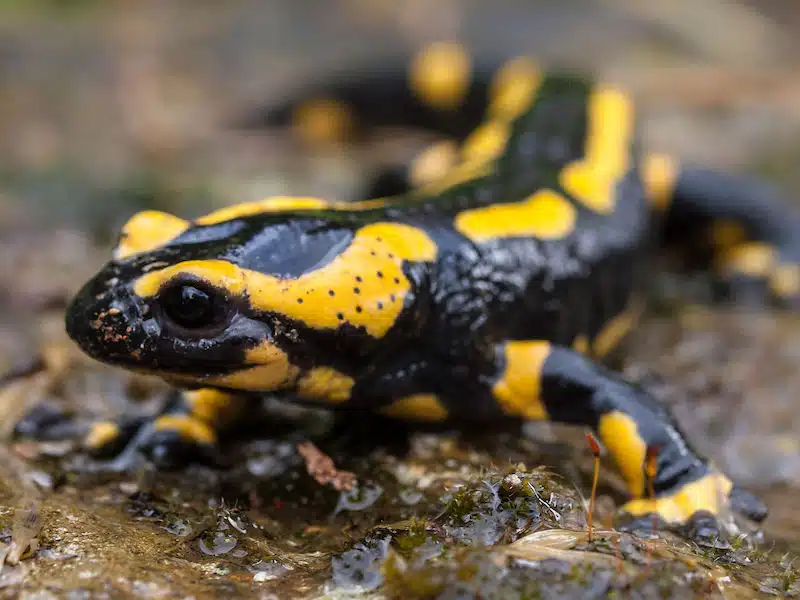 https://www.amphibians.org/wp-content/uploads/2023/06/Fire_Salamander.webp