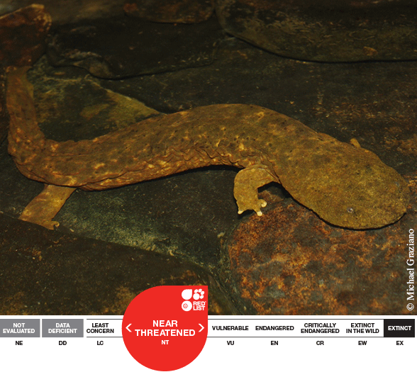 Cryptobranchus-alleganiensis