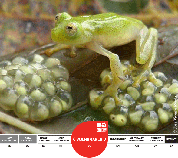 Hyalinobatrachium-ibama