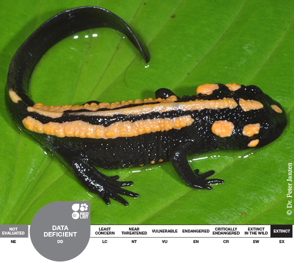 Laotriton_laoensis