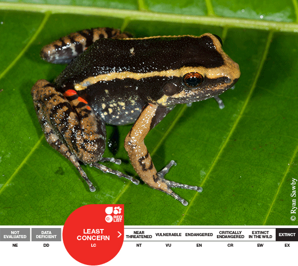 Leptodactylus-lineatus