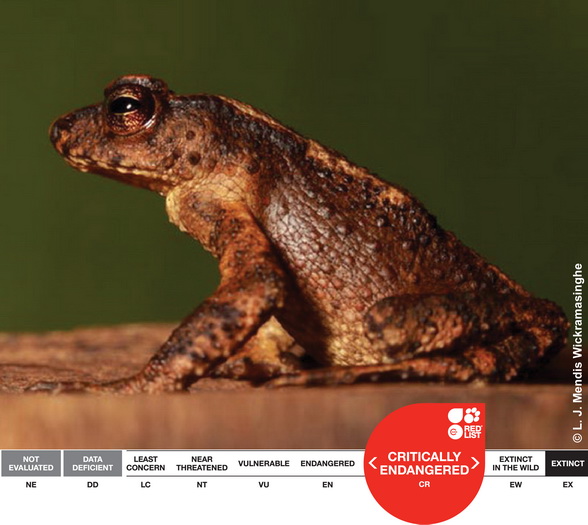 Main_Adenomus_kandianus