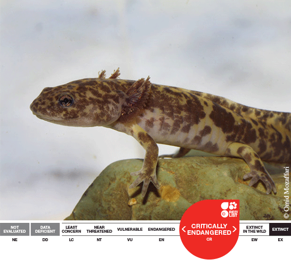 Paradactylodon-gorganensis