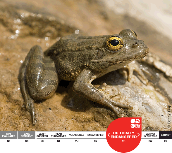 Pelophylax-cerigensis