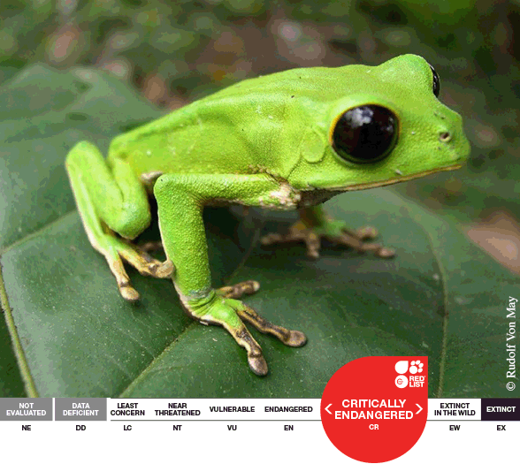 Phyllomedusa_camba