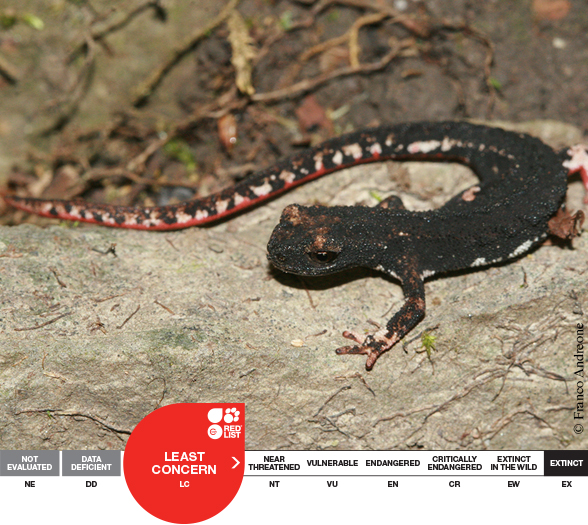 Salamandrina-perspicillata