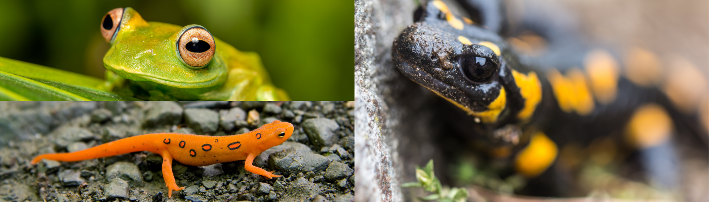 amphibiandisease