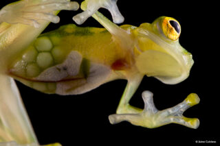 Hyalinobatrachium aureoguttatum